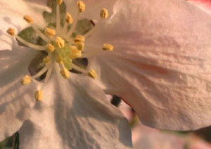 Ockstädter Kirschblüte