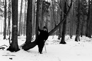 43. Besonderer Baumwuchs