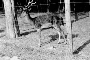 37. Tierpark, B.N., von Dr. Ernst-Ludwig Koch
