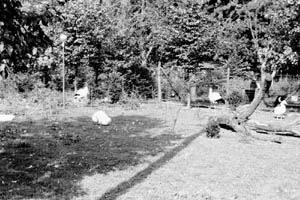 39. Tierpark, B.N., von Dr. Ernst-Ludwig Koch