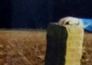 Älteststes mir bekanntes Verbotsschild