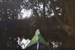 Kanufahrt mit Bildern von Bäumen und Wurzeln am Ufer