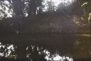 Kanufahrt mit Bildern von Bäumen und Wurzeln am Ufer