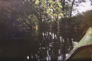 Kanufahrt mit Bildern von Bäumen und Wurzeln am Ufer
