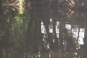 Kanufahrt mit Bildern von Bäumen und Wurzeln am Ufer