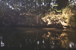 Kanufahrt mit Bildern von Bäumen und Wurzeln am Ufer