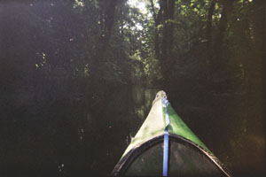 Kanufahrt mit Bildern von Bäumen und Wurzeln am Ufer