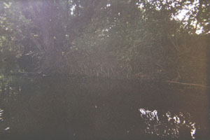 Kanufahrt mit Bildern von Bäumen und Wurzeln am Ufer