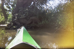 Kanufahrt mit Bildern von Bäumen und Wurzeln am Ufer