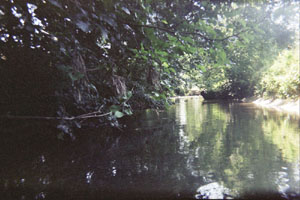 Kanufahrt mit Bildern von Bäumen und Wurzeln am Ufer
