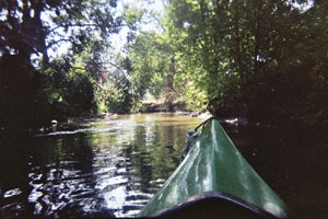 Kanufahrt mit Bildern von Bäumen und Wurzeln am Ufer