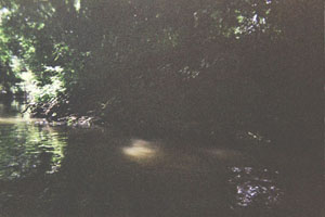 Kanufahrt mit Bildern von Bäumen und Wurzeln am Ufer