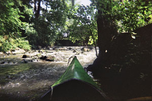 Kanufahrt mit Bildern von Bäumen und Wurzeln am Ufer