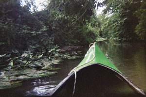 Kanufahrt mit Bildern von Bäumen und Wurzeln am Ufer