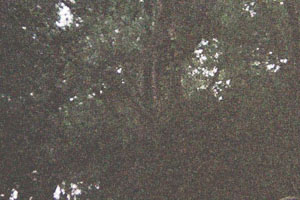 Kanufahrt mit Bildern von Bäumen und Wurzeln am Ufer