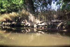 Kanufahrt mit Bildern von Bäumen und Wurzeln am Ufer