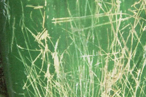 Kanufahrt mit Bildern von Bäumen und Wurzeln am Ufer