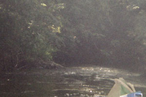 Kanufahrt mit Bildern von Bäumen und Wurzeln am Ufer