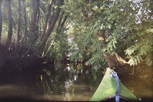 Kanufahrt mit Bildern von Bäumen und Wurzeln am Ufer