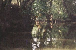 Kanufahrt mit Bildern von Bäumen und Wurzeln am Ufer