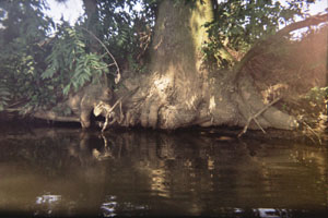 Kanufahrt mit Bildern von Bäumen und Wurzeln am Ufer