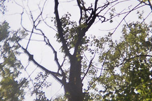 Kanufahrt mit Bildern von Bäumen und Wurzeln am Ufer