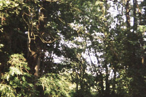 Kanufahrt mit Bildern von Bäumen und Wurzeln am Ufer