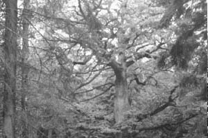 c148. Dicke Eiche am Mainzer Kopf